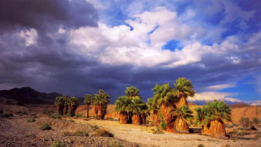 Hopeful wallpaper of green palm trees in hot and dry desert for computer
