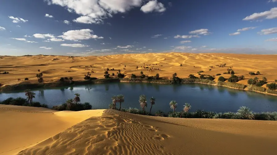Amazing photo of a lake in the desert with tall and spectacular palm trees