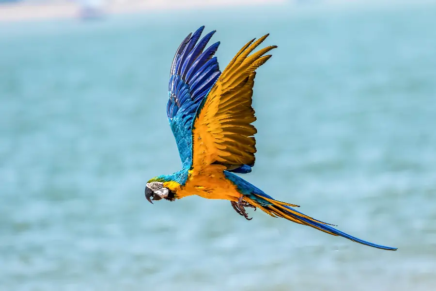 A photo of a wild bird flying over a spectacular blue sea