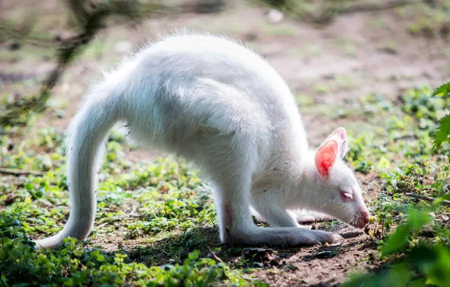 Download a very beautiful photo of a cute baby kangaroo 