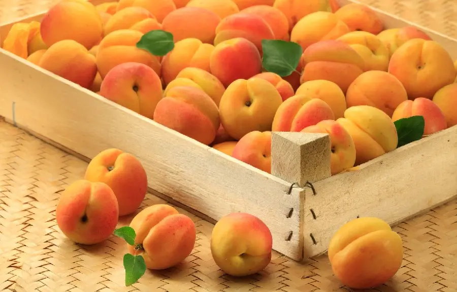 Unique wallpaper of beautiful apricots in a square wooden bowl