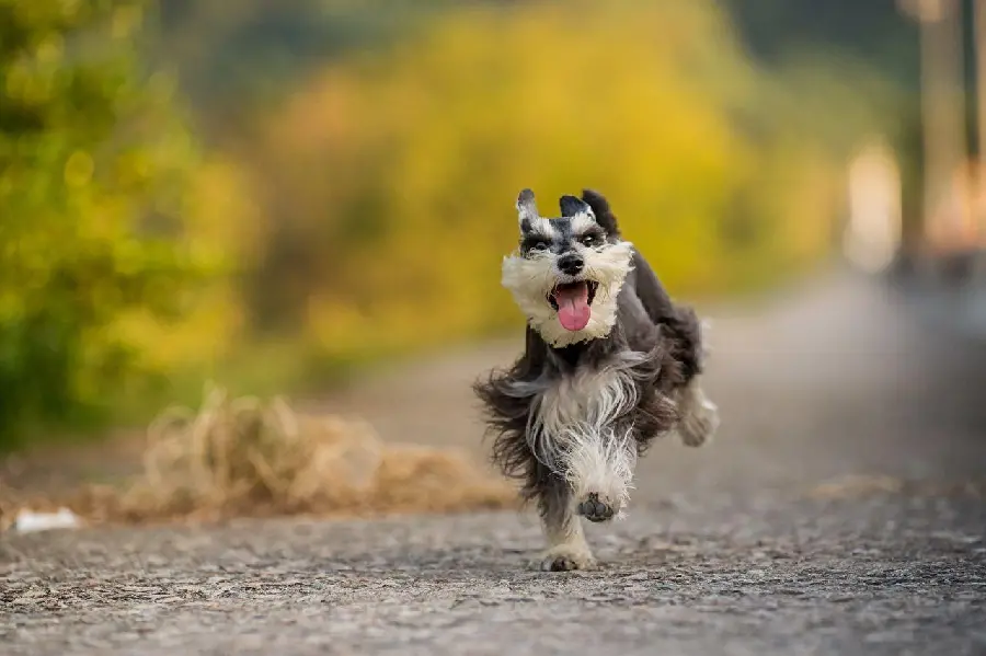 Picture of a furry and cute miniature dog suitable for the background 