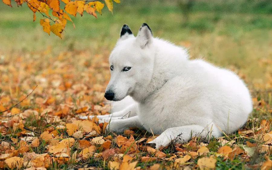  Interesting background of white and interesting husky with long ears 