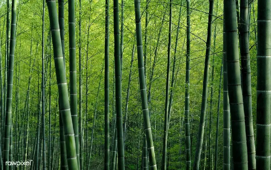 Download free computer and laptop background of lush bamboo forest