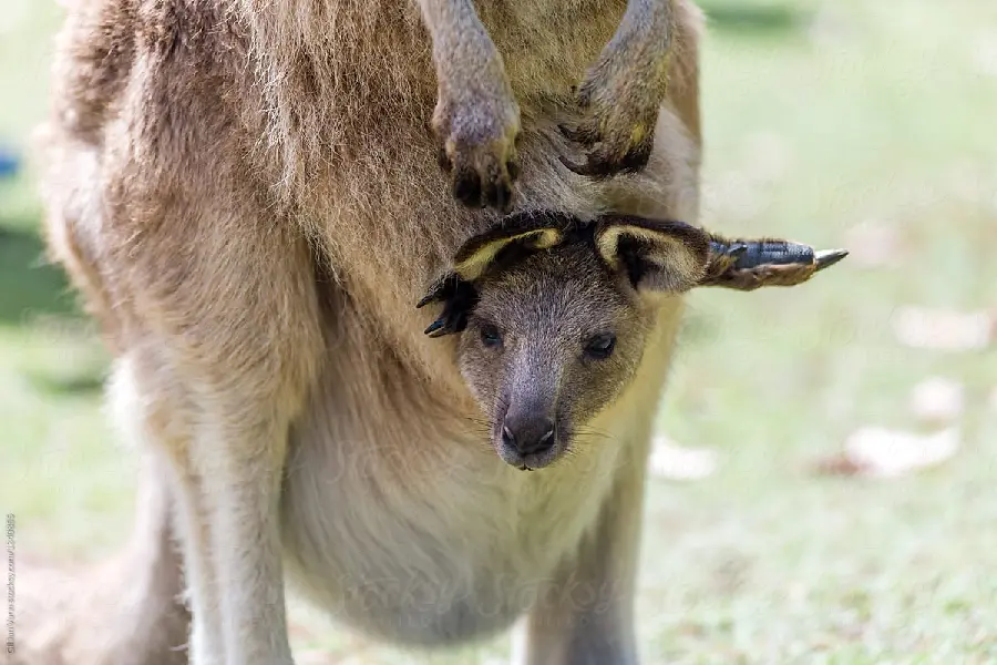 Download a very beautiful and spectacular photo inside the mother's bag 