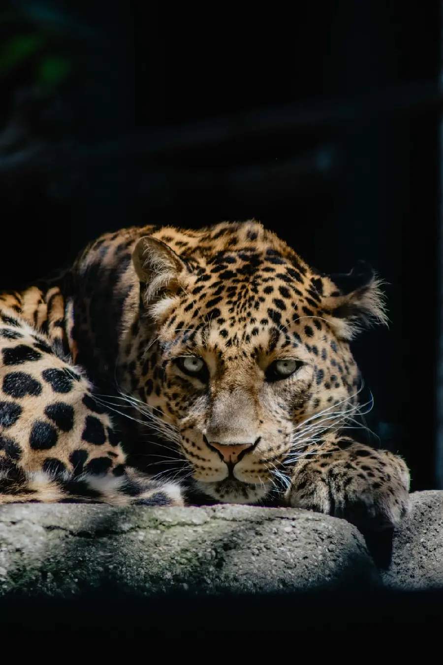 Background of a wild leopard lying down on a rock with a black background