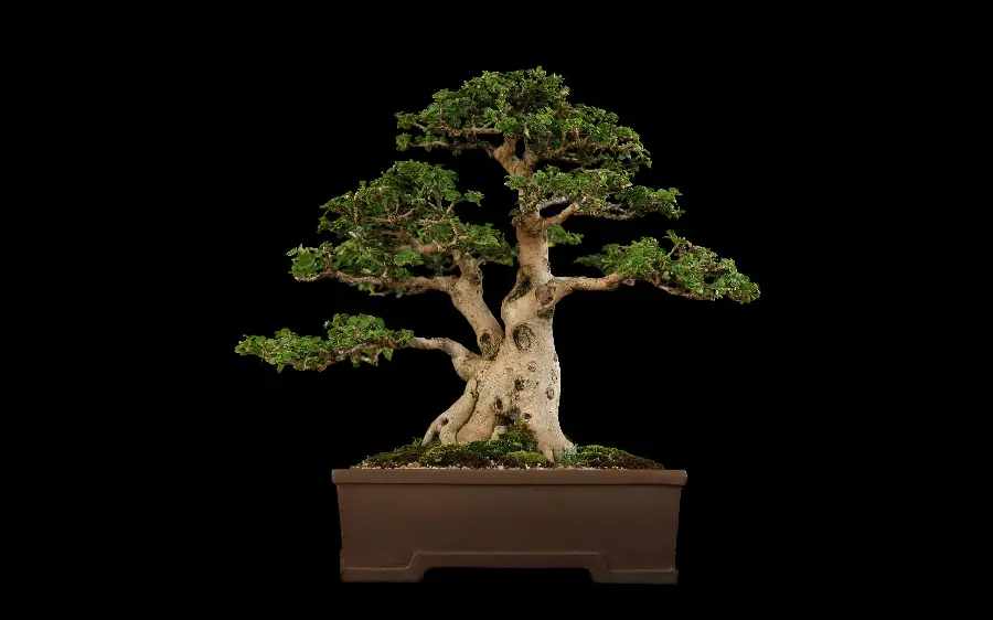  Attractive and spectacular background of a bonsai tree with a black background