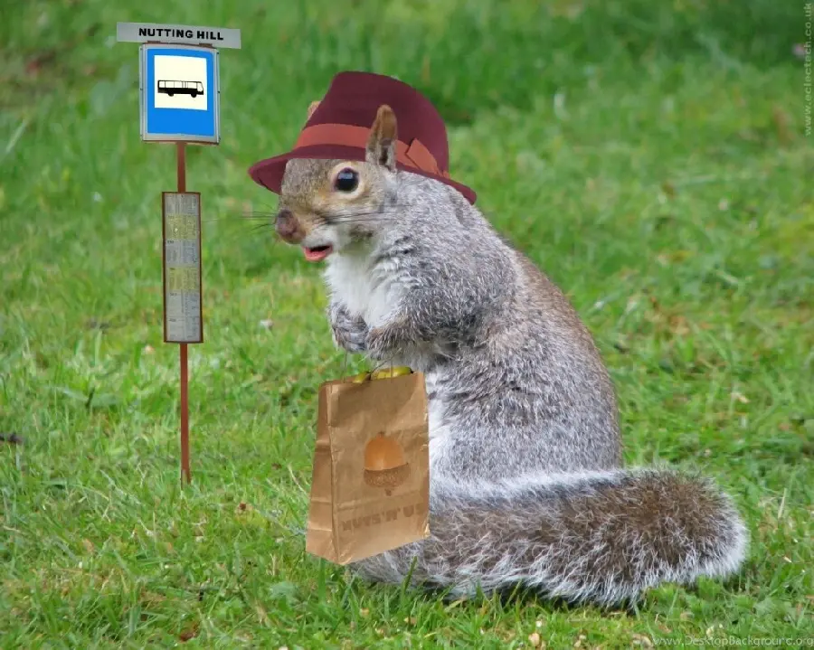 Download Very beautiful photo of a squirrel with a brown hat 