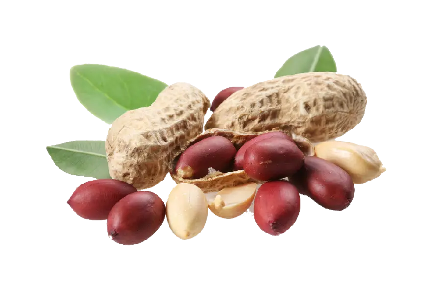 Interesting frame of peanuts with red skin and firm pod