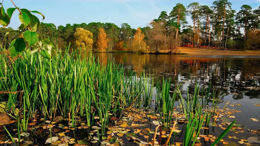 Download a very eye-catching nature image for Print boards and posters 