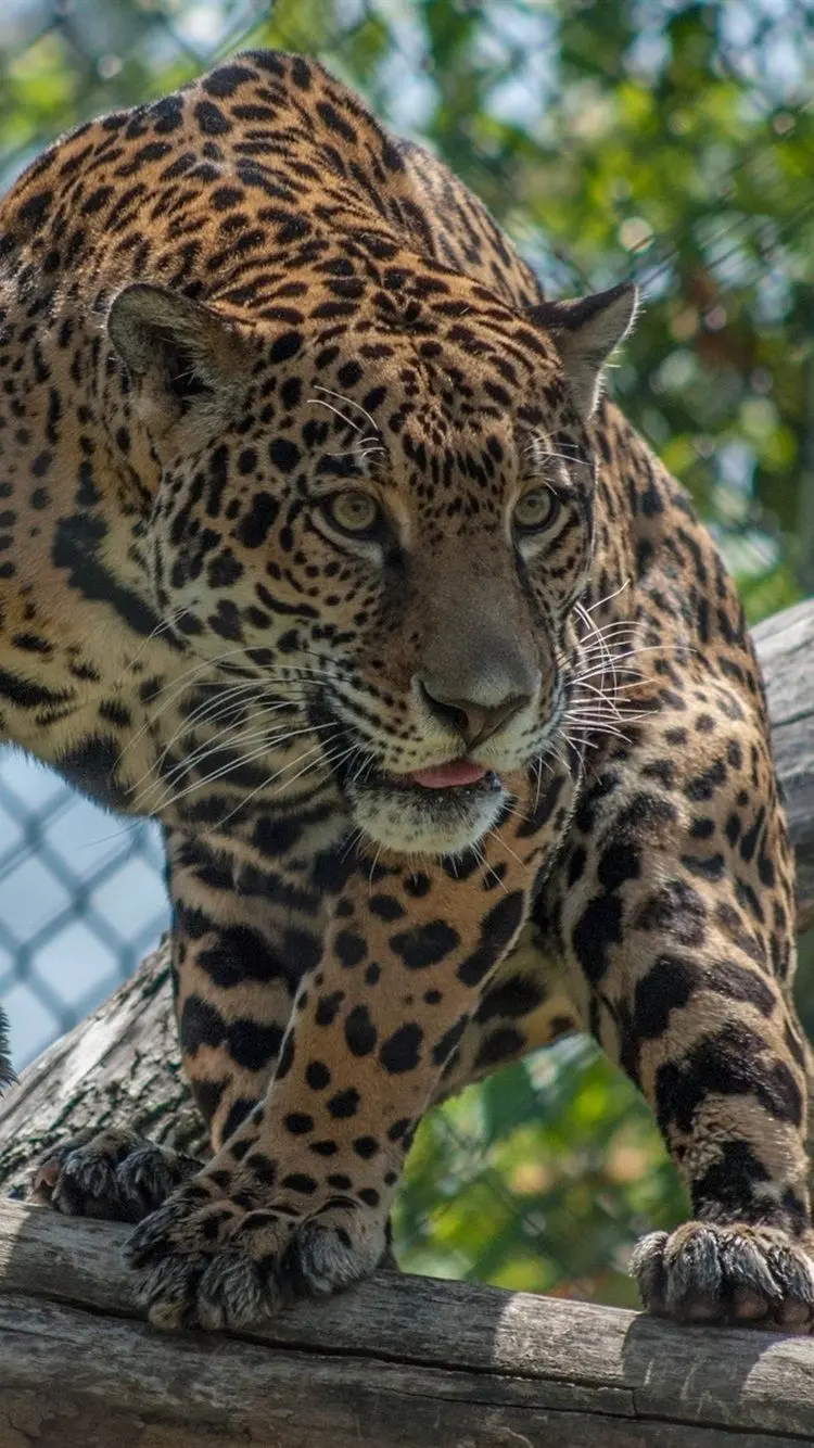 Jaguar wallpapers with Special mode for Android phones 