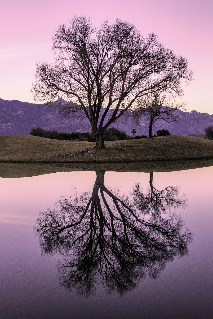 Attractive background of a single and large tree by the water with excellent quality 