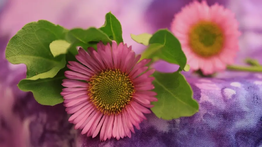 Interesting and spectacular photo of a pink flower with small and beautiful leaves 