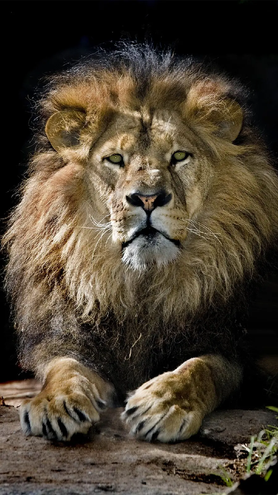 New cool boyish wallpaper of a furry lion with effects for the background of the iPhone 15