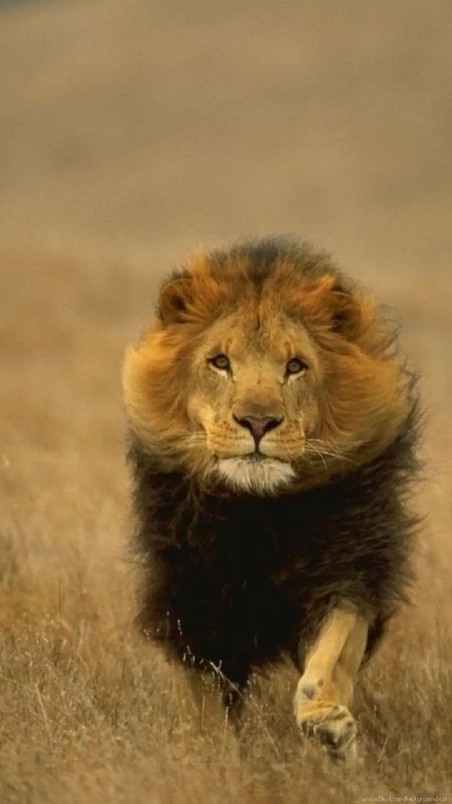 Lion King of the Wild walking background photo for iPhone
