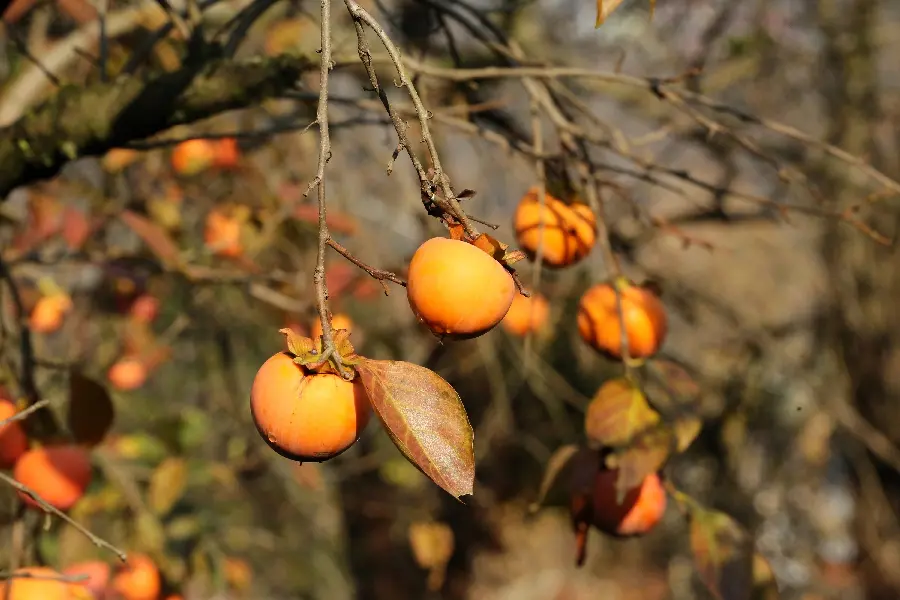 Autumn background of beautiful and attractive persimmon trees