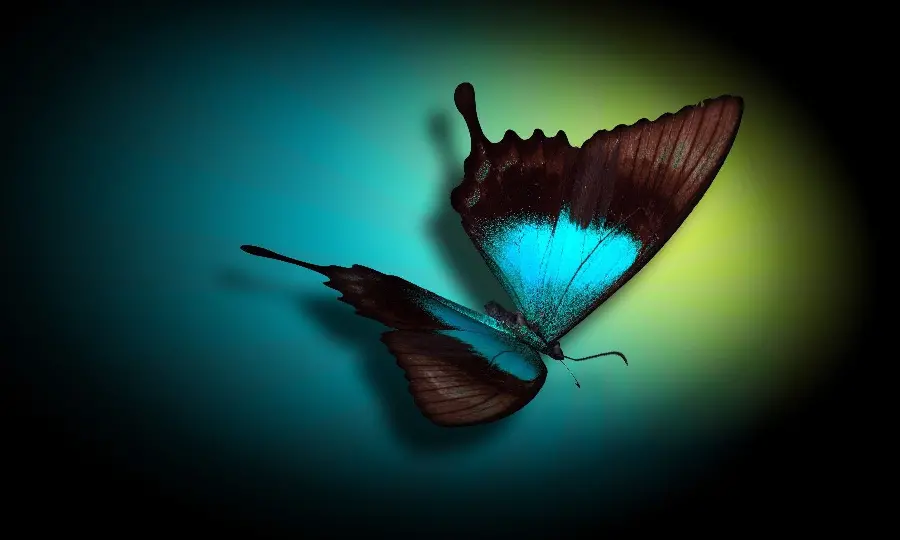 Beautiful wallpaper of a beautiful butterfly 