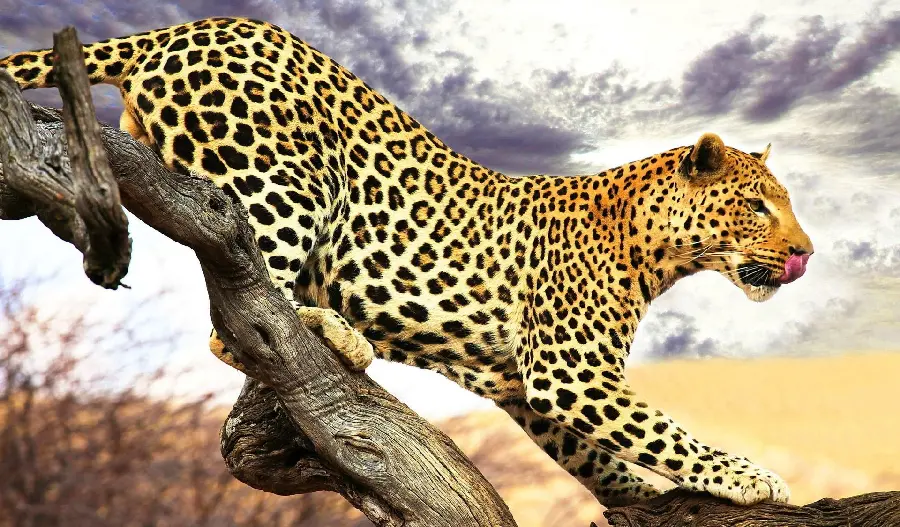 Download a photo of a hungry leopard moving for the squeamish