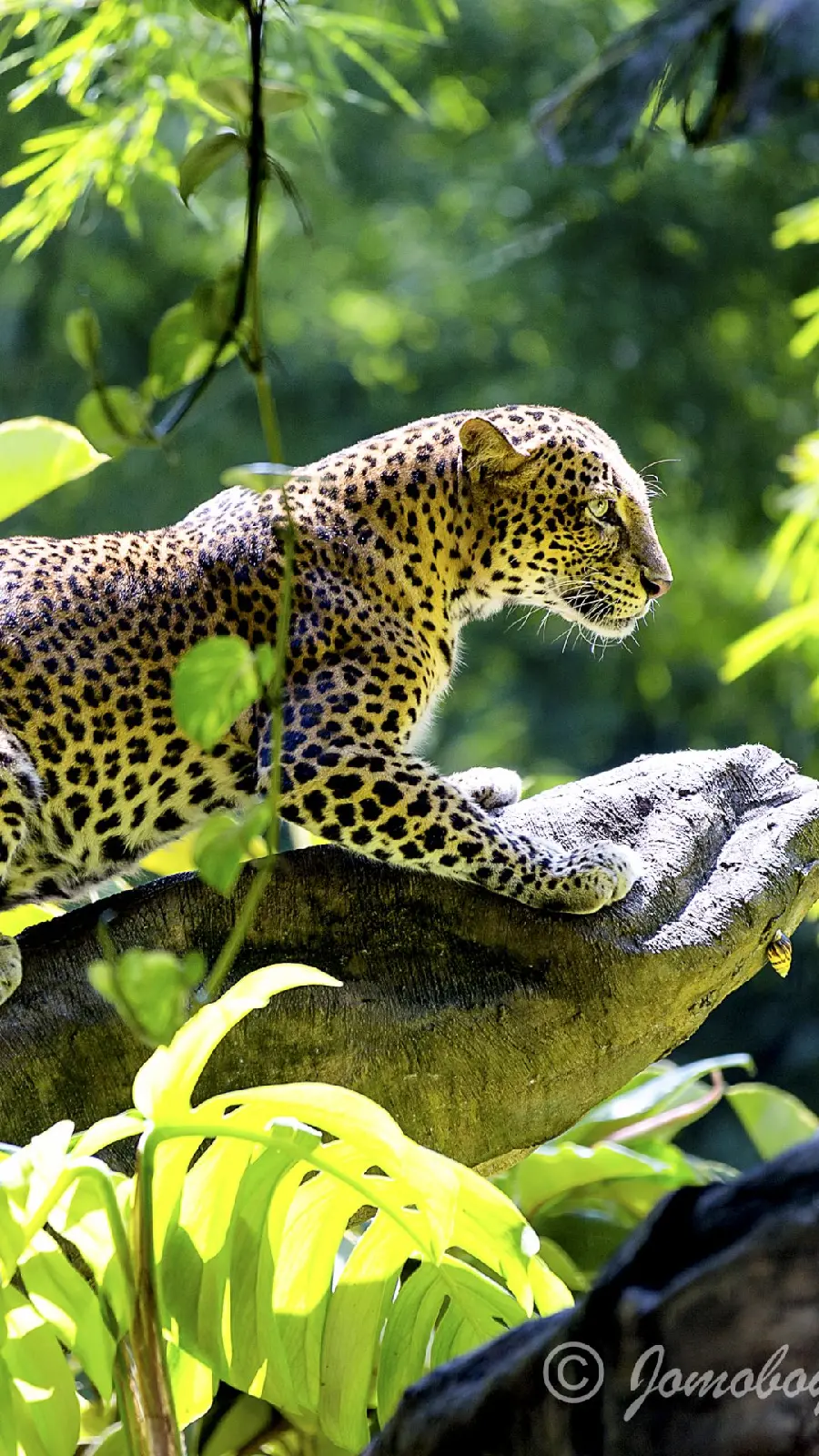 Beautiful Iranian jaguar wallpaper In ambush to hunt its prey 