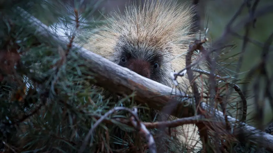 Profile photo of cute hedgehog and googly behind the tree