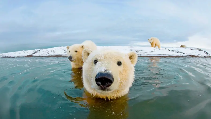 Download a very beautiful photo of a polar bear in the water suitable for laptop wallpapers