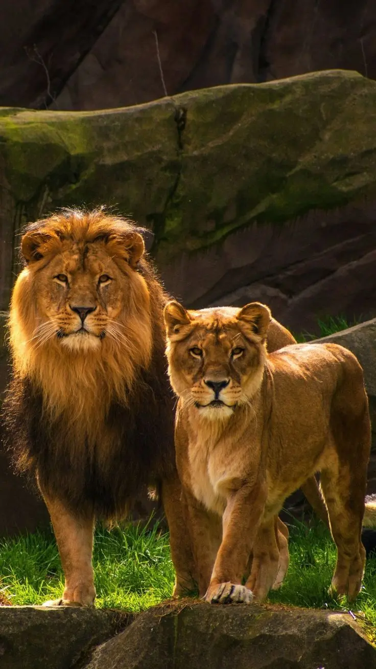 Romantic background of a male and female lion in the forest suitable for mobile