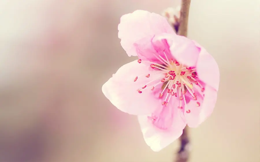 Unique and beautiful background of beautiful peach blossoms