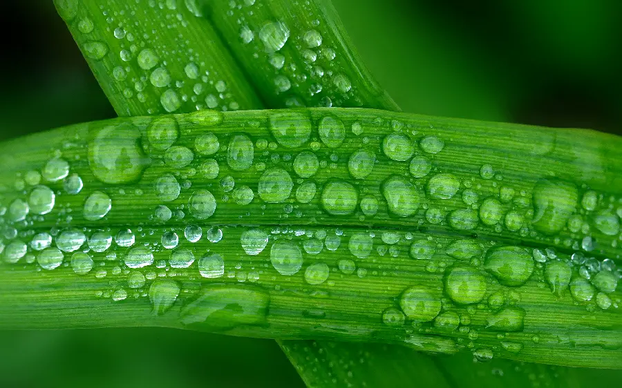 A macro stock photo of a spear leaf and dew drops on it