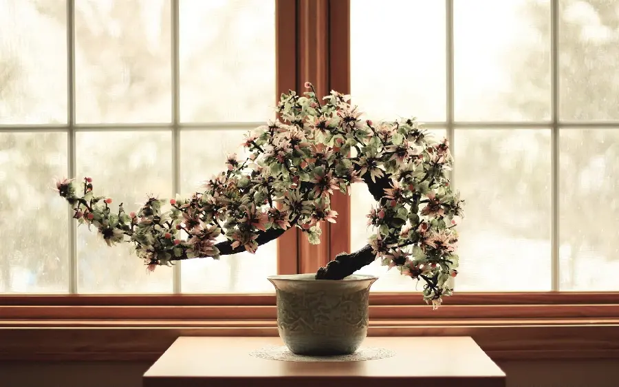  Beautiful and interesting picture of a bonsai tree by the window 