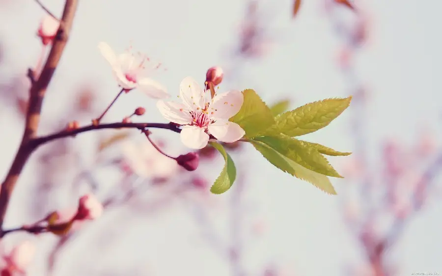 A wonderful and spectacular photo of peach blossoms in excellent quality