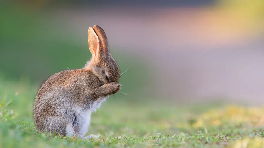 Amazing stock photo of a wild European rabbit 