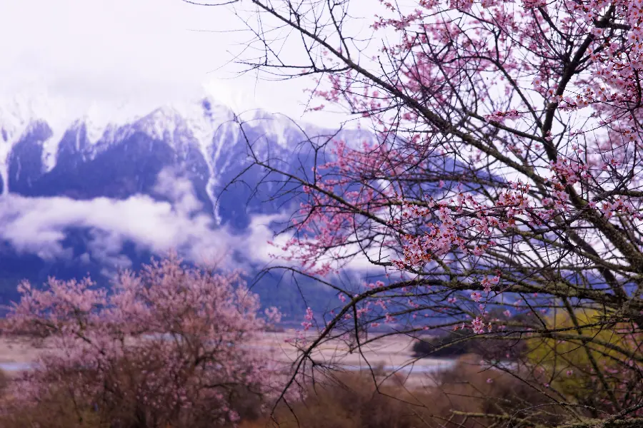 Unique and spectacular wallpaper of peach blossoms 