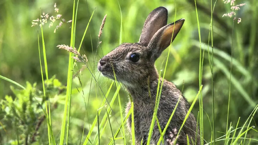 Interesting stock photo suitable for printing a poster of a wild rabbit in a meadow 