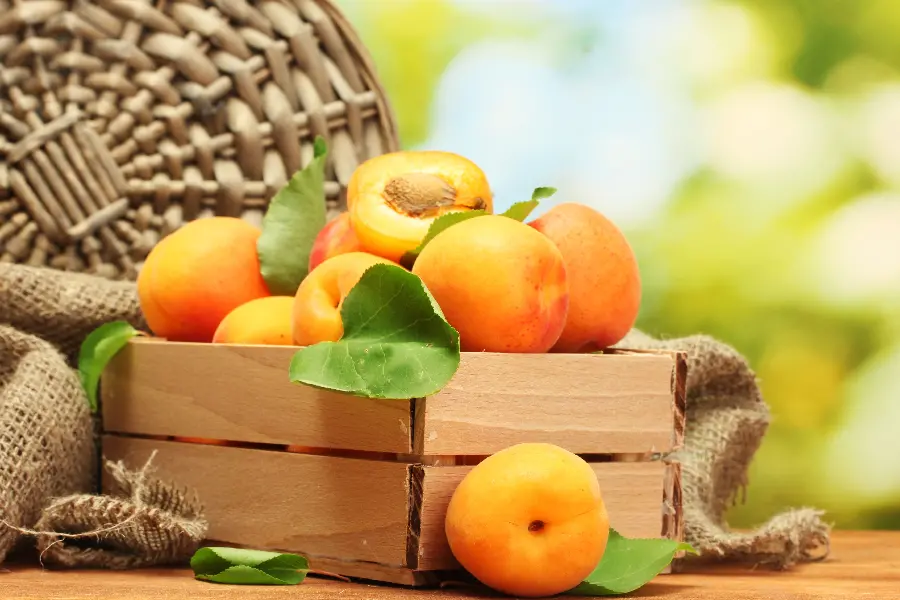 Download a very beautiful photo of delicious apricots in nature