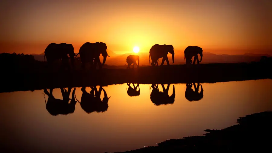 Background of desert and sunset with huge elephants 