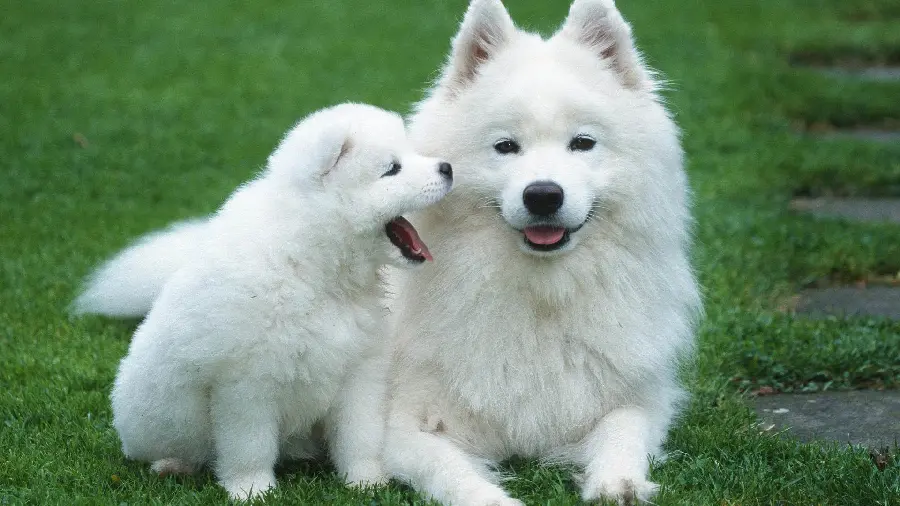  Googly wallpaper of two white husky puppies Nanaz 