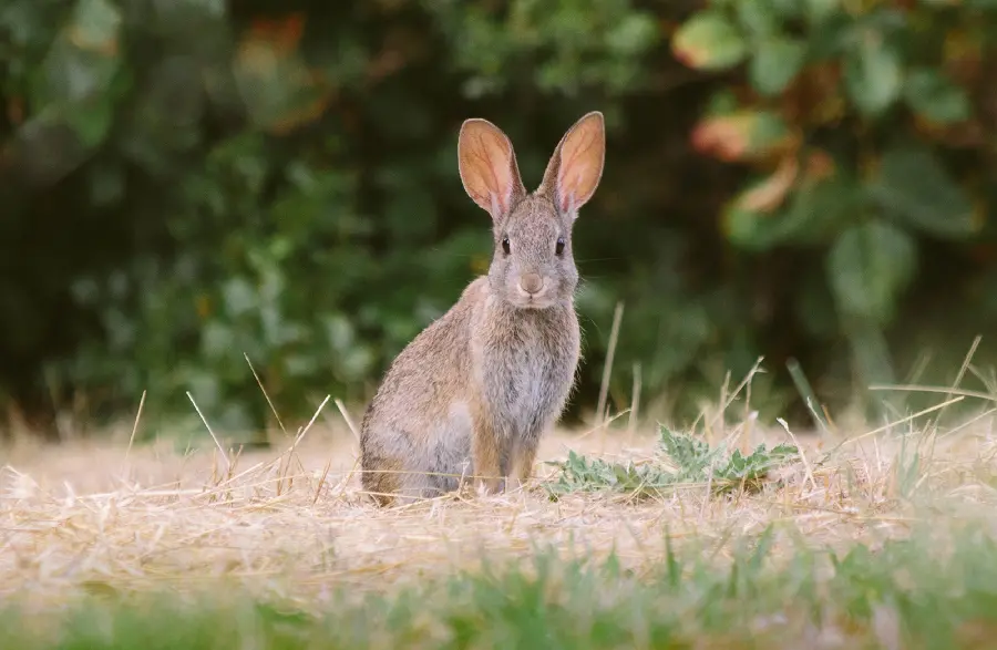 A funny and interesting picture of a wild rabbit that seems to be staring at the photographer