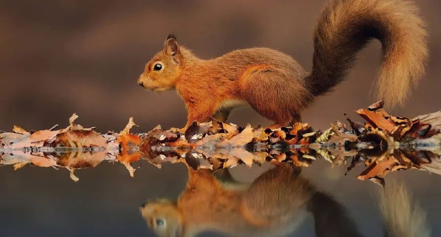 High quality image Squirrel stock in jpg format