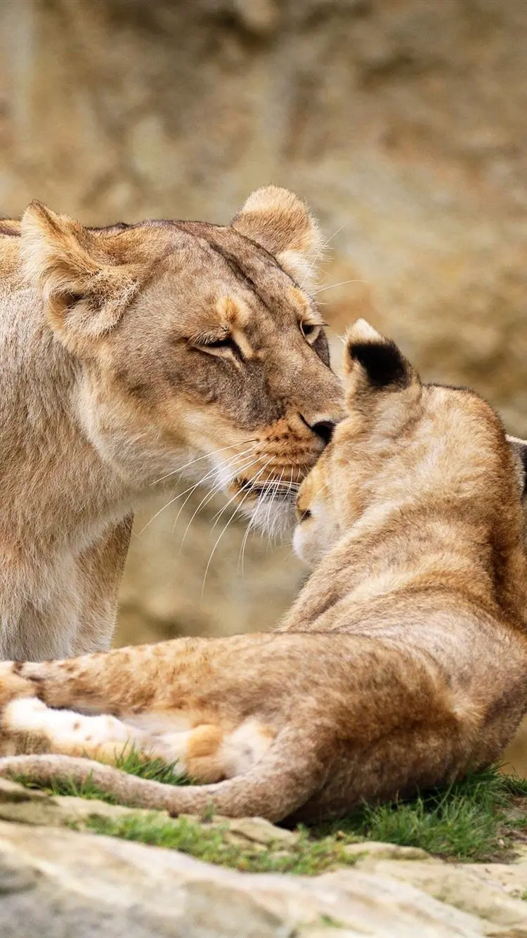 Best Photo of a Female Lion for Instagram Post and Story