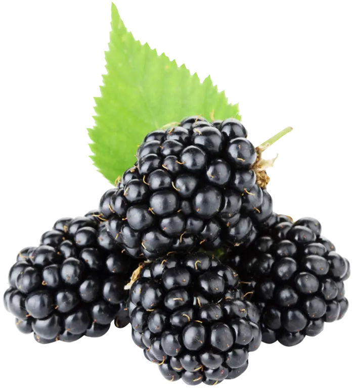 Black Raspberry PNG Photo Cut Out with White Wallpaper 