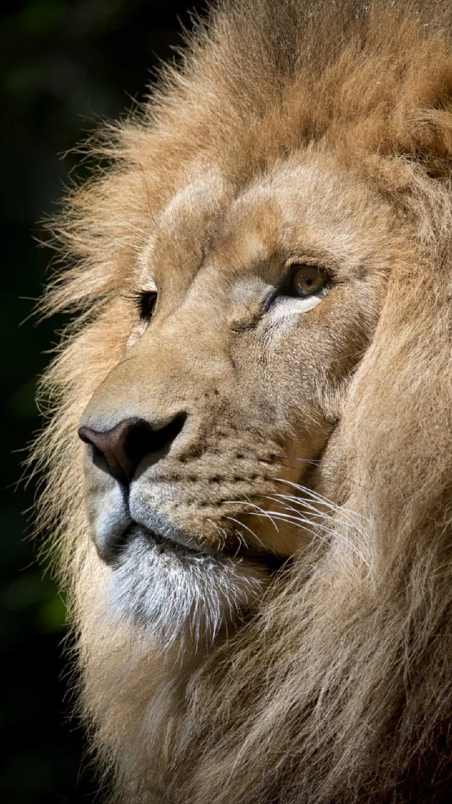 Download a real lion photo with a black background for wallpaper and profile 