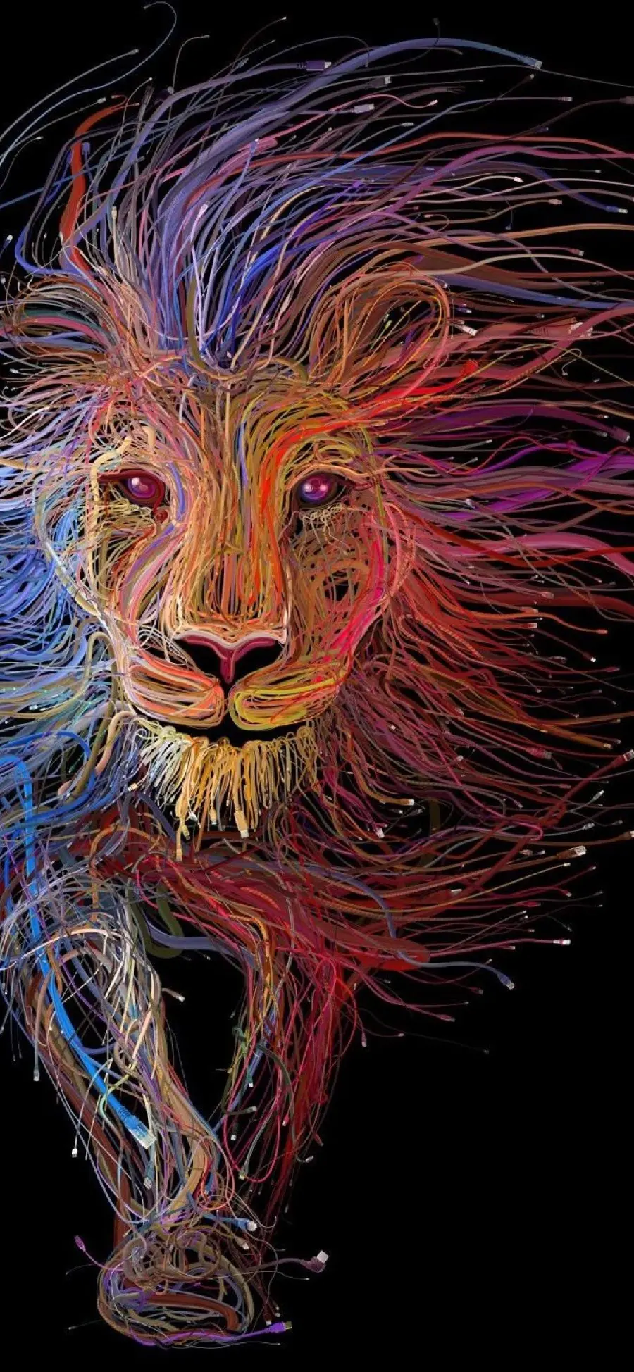 The newest and most special photo of a jungle lion with colored knotted lines for the background of the iPhone