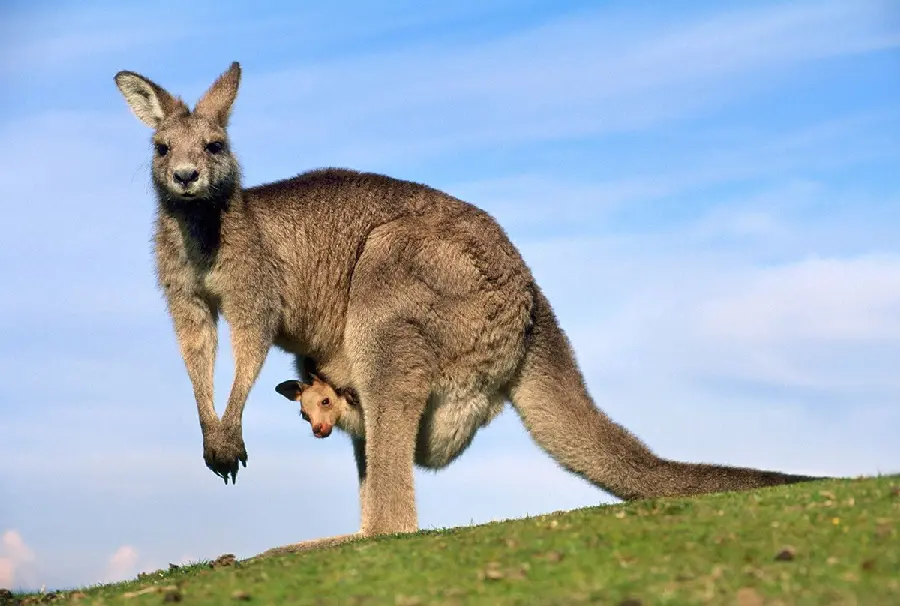 Download amazing imageOf a baby kangaroo in excellent quality 