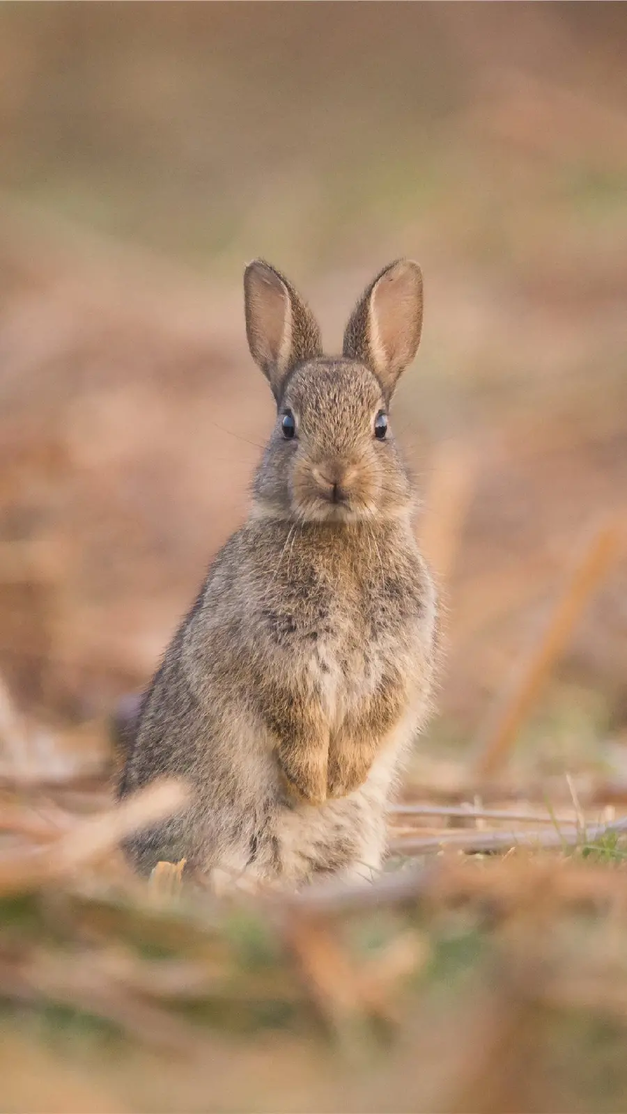 A spectacular background photo of a beautiful rabbit with excellent quality