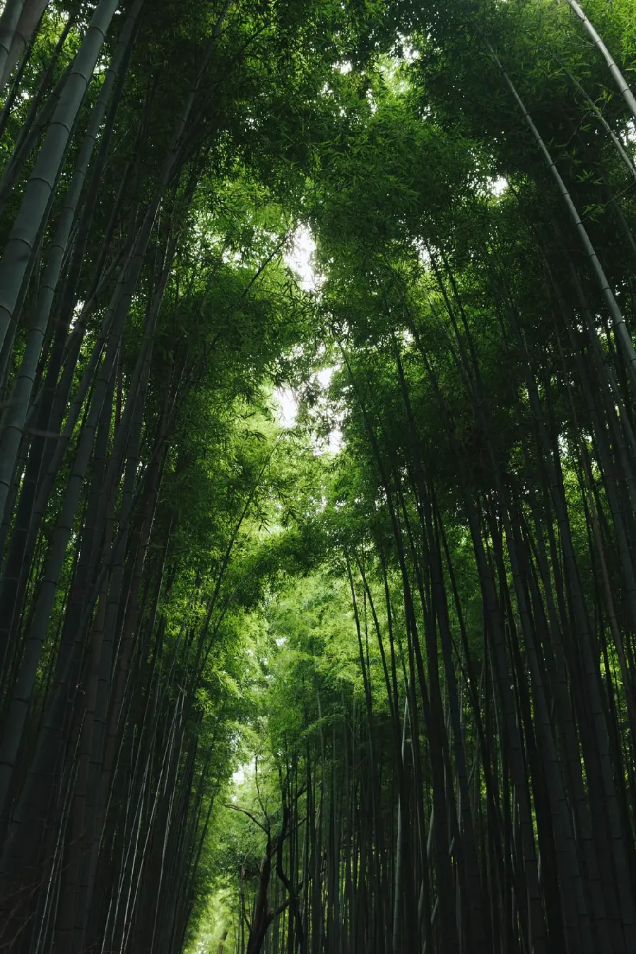 Image of the tallest bamboo trees in the world from China