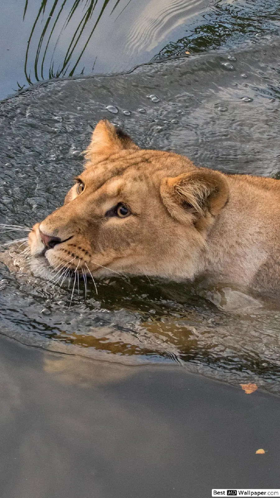 Cute female lion background lying in nature for all types of phones