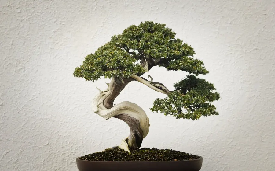  Attractive background of a beautiful and spectacular bonsai tree with excellent quality 