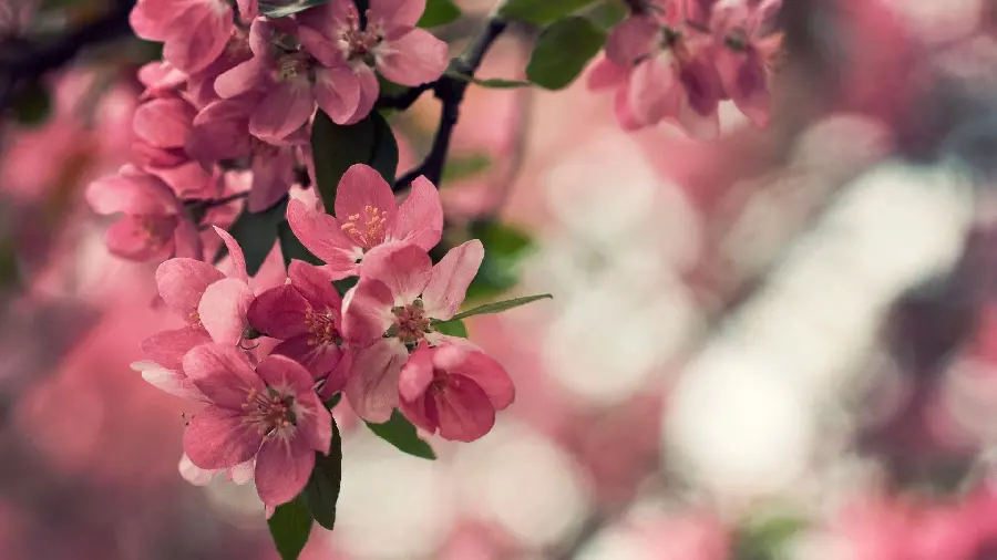Beautiful peach blossom wallpaper
