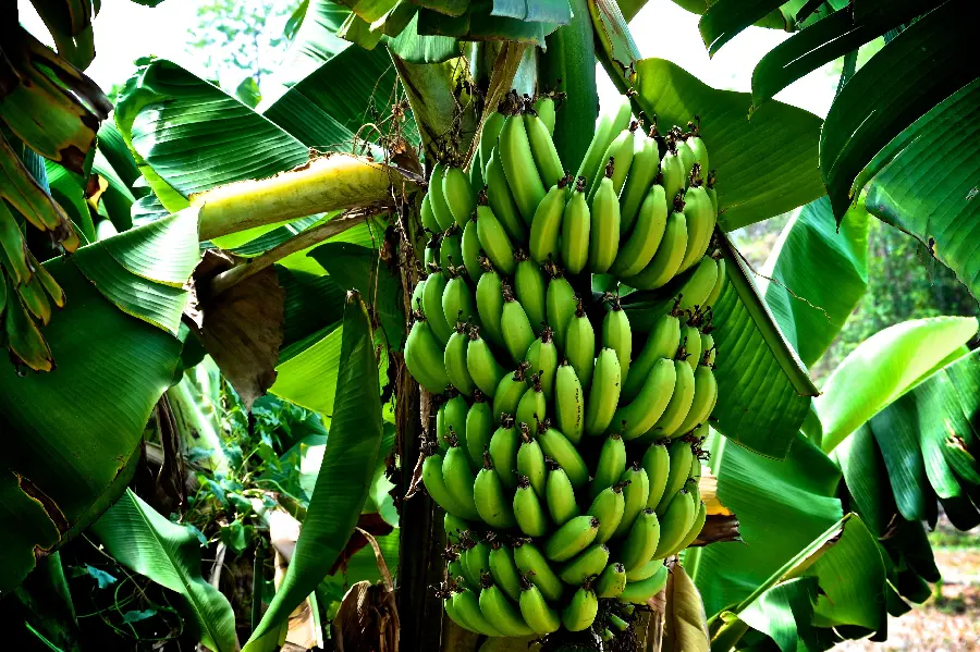 Download amazing wallpaper of delicious bananas