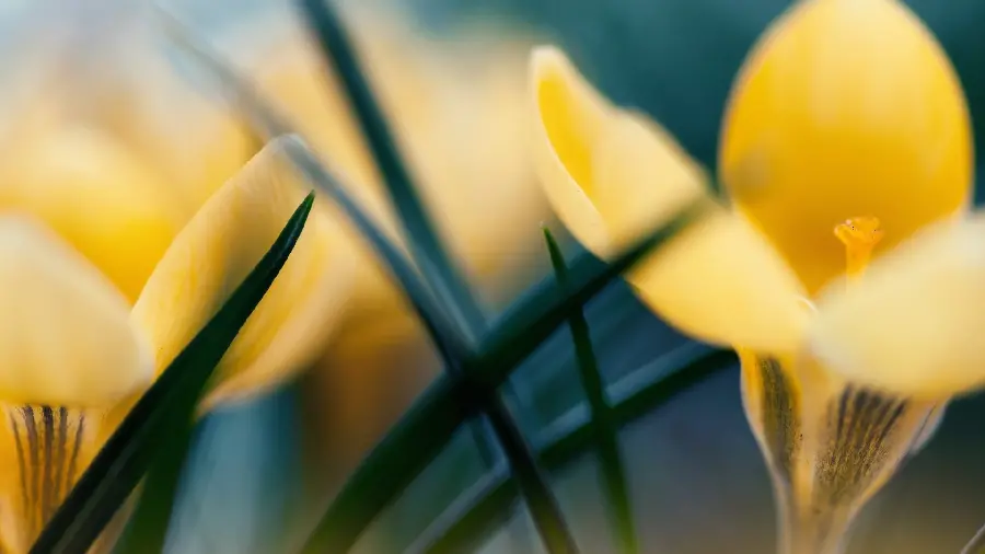 Beautiful picture of a beautiful yellow flower with amazing leaves